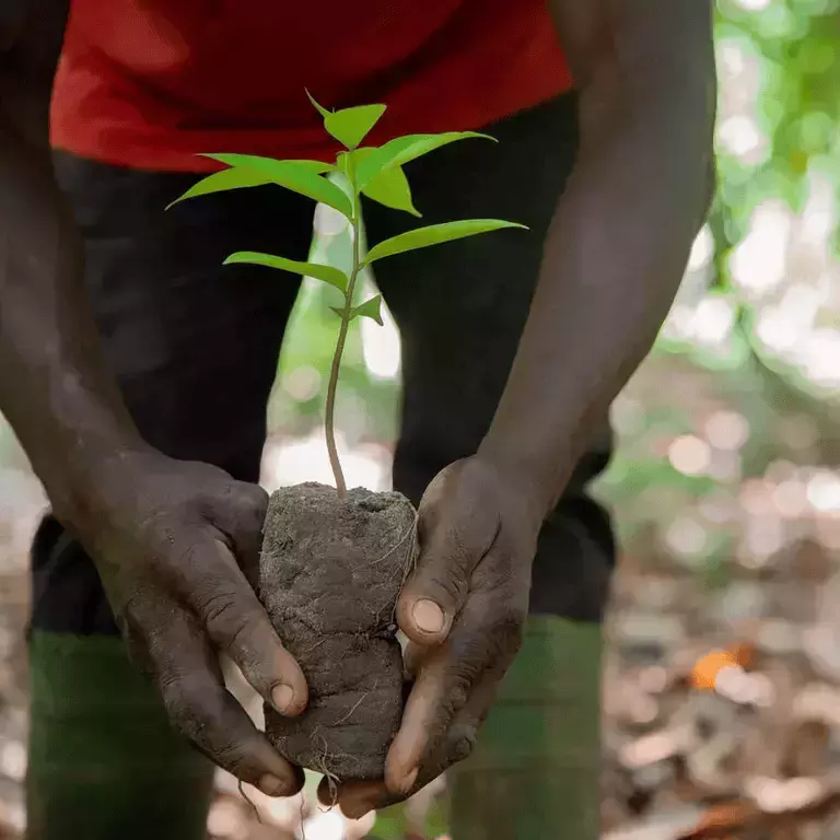Une meilleure production pour un cacao plus durable