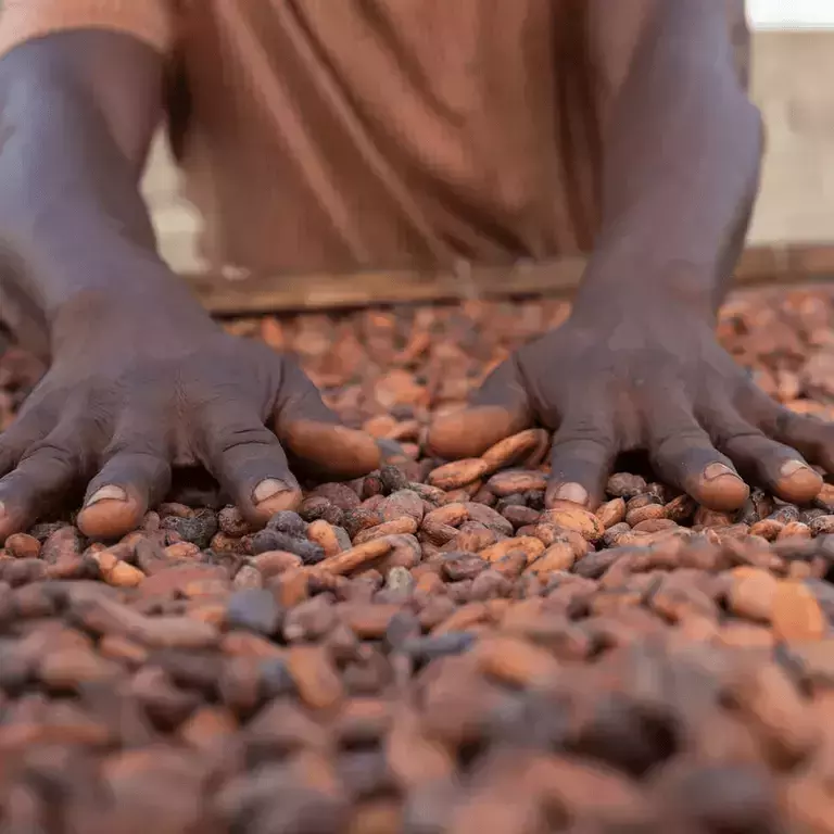 Cocoa_Plan_CPW_Nestle